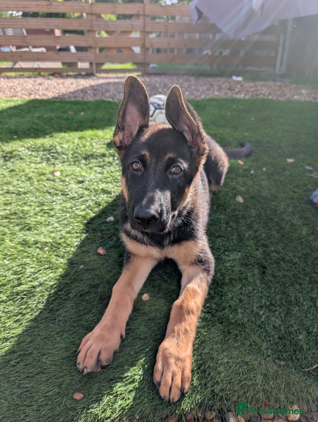 German Shepherd dogs for sale: KC Registered/health tested German Shepherd Puppy - Image 4