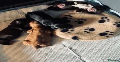 Cocker Spaniel dogs 🐶 COCKER SPANIEL PUPPIES 🐶  - Advert 16