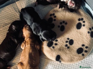 Cocker Spaniel dogs 🐶 COCKER SPANIEL PUPPIES 🐶 - Advert 4