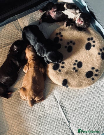 Cocker Spaniel dogs 🐶 COCKER SPANIEL PUPPIES 🐶 - Advert 16