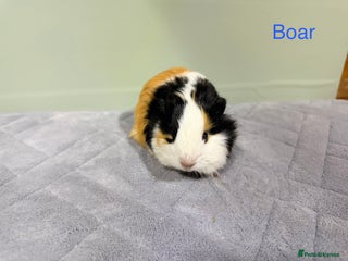 Guinea Pig rodents Baby guinea pigs - Advert 2