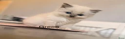 Ragdoll cats for sale: 4 Female Purebred Blue Point & Blue Mitted Ragdoll - Advert 15