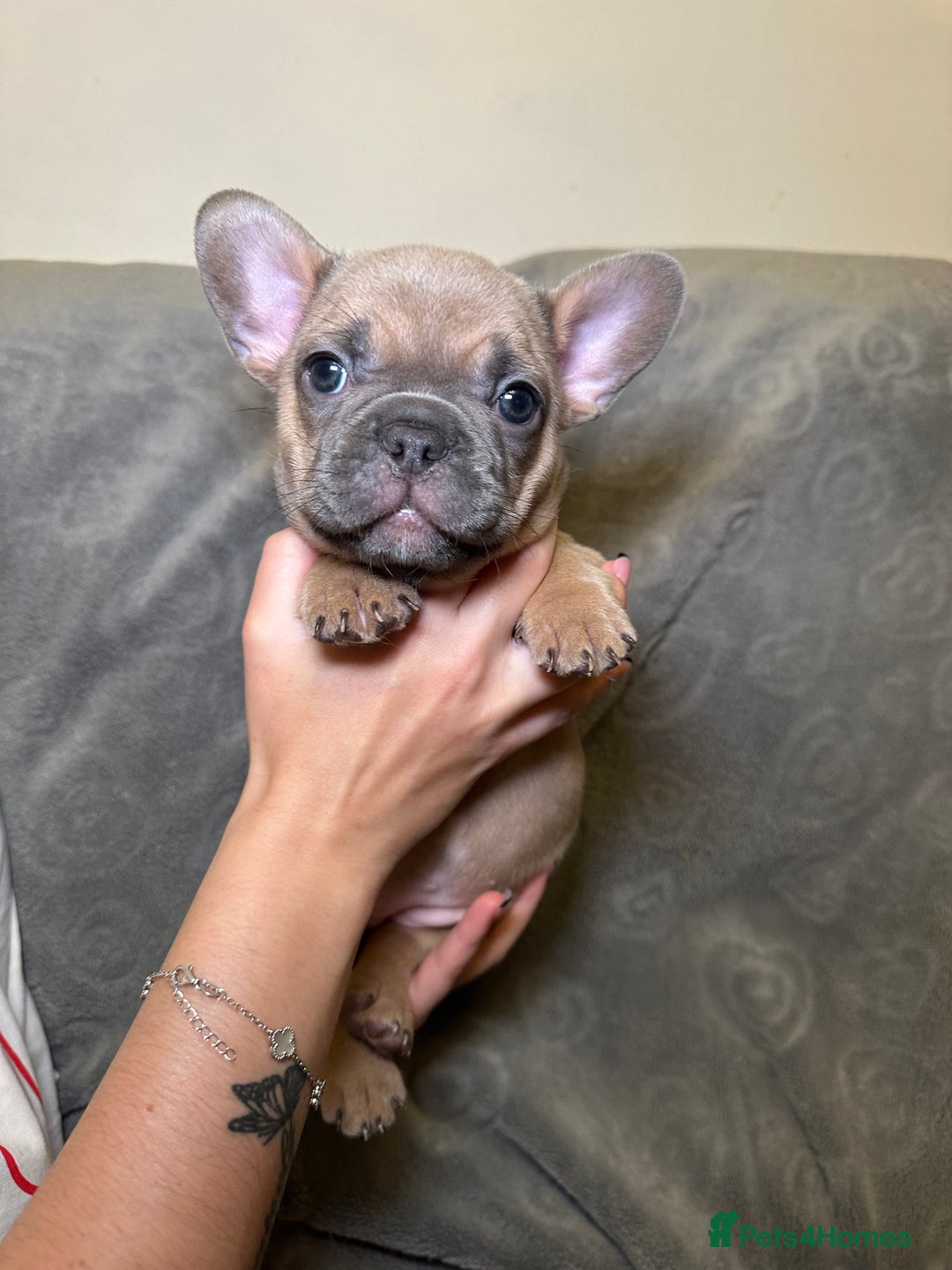 French Bulldog dogs for sale: French bulldog pups  - Image 4