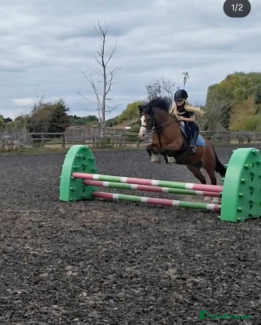 Welsh Section C horses Rhoswen Chloe - Advert 1