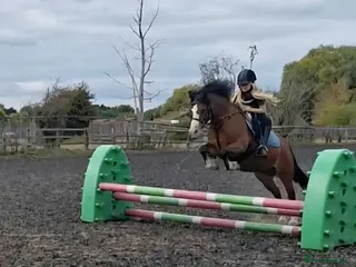 Welsh Section C horses Rhoswen Chloe - Advert 4
