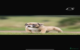 American Bully dogs for sale: RemmyXHienz litter 6 beautiful puppies  - Image 5