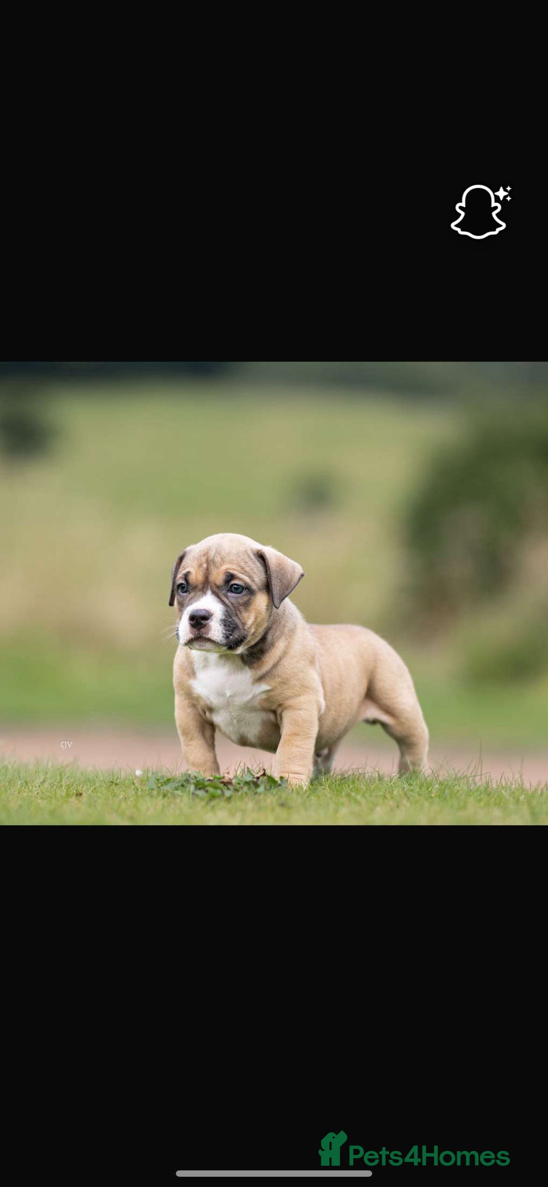 American Bully dogs for sale: RemmyXHienz litter 6 beautiful puppies  - Image 5