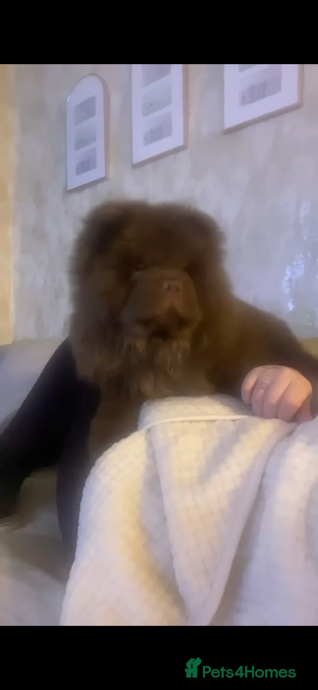 Chow Chow dogs for sale: Narla  - Advert 2