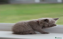 British Shorthair cats for sale: 🩶🐈🐾 Stunning BSH Kittens 🩶🐈🐾 - Image 30