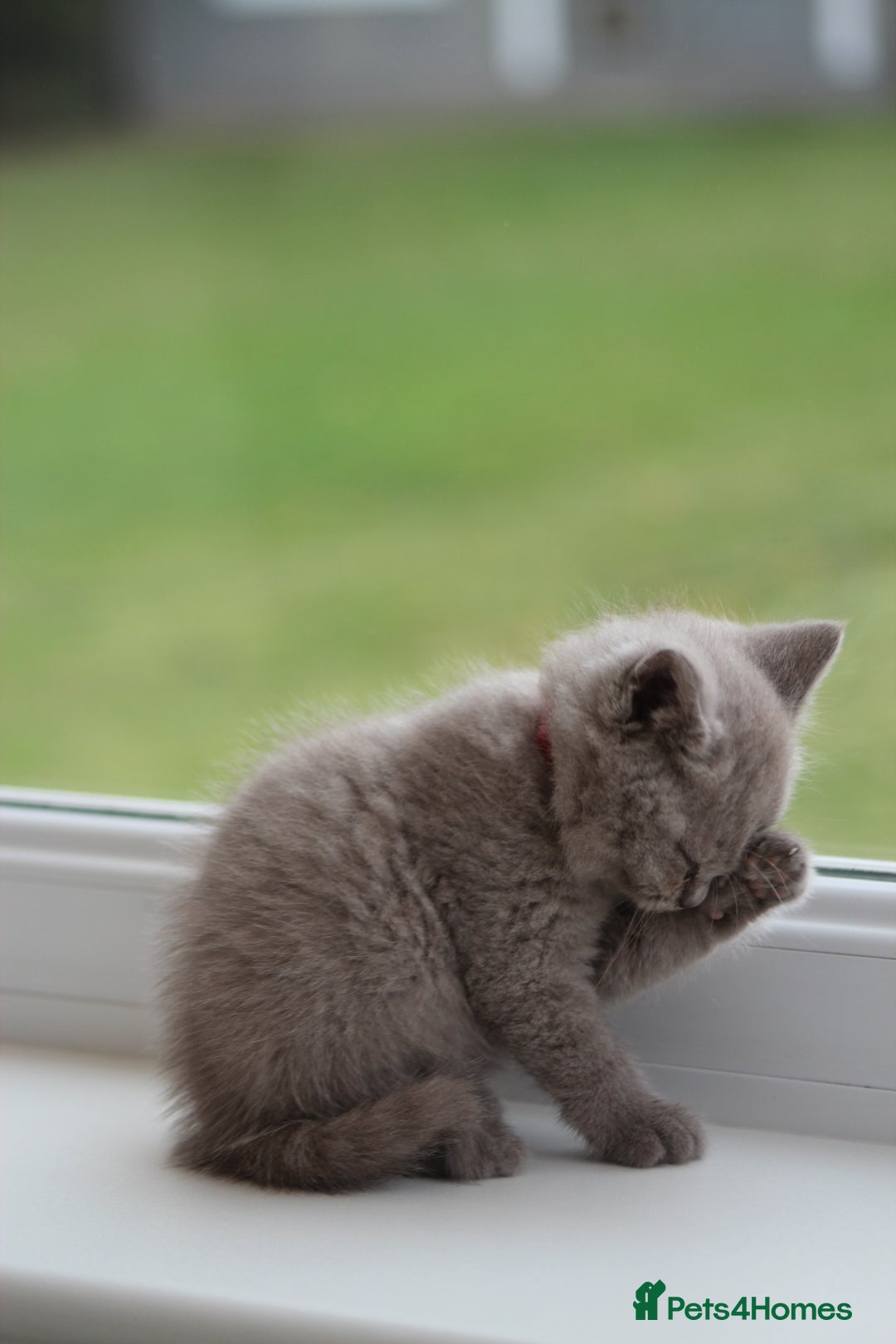 British Shorthair cats for sale: 🩶🐈🐾 Stunning BSH Kittens 🩶🐈🐾 - Image 30