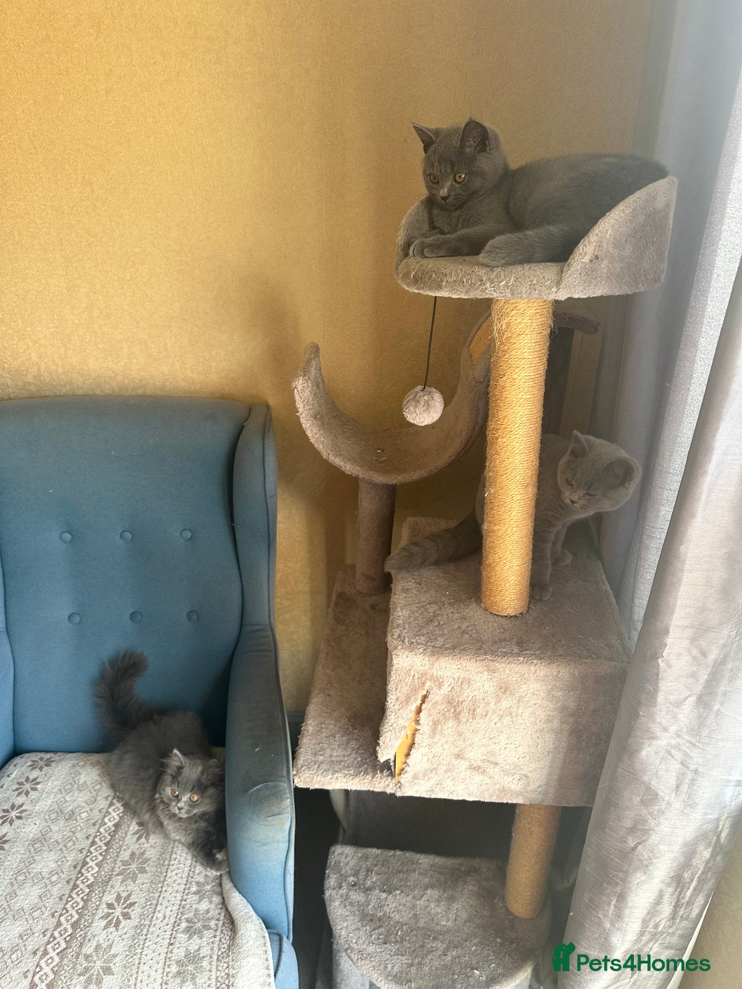 British Shorthair cats for sale: 💙 3 Gorgeous British Blue Kittens Available 💙 - Image 15
