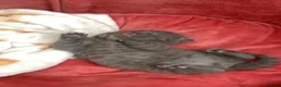 Mixed Breed cats for sale: Beautiful MALE grey kitten - Advert 3