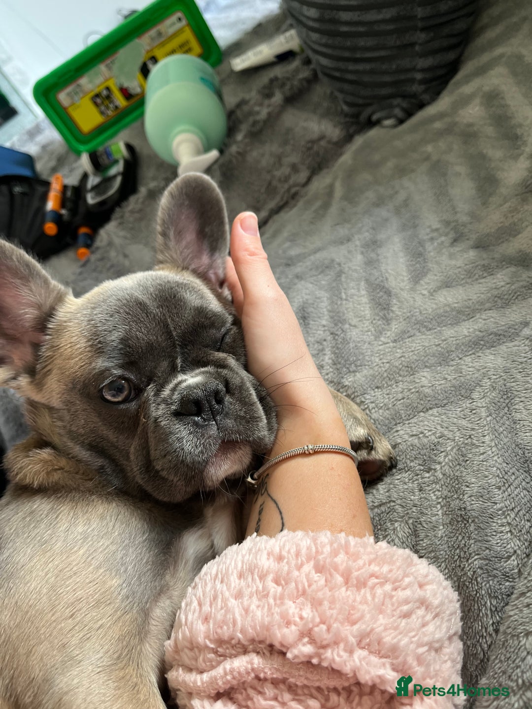 French Bulldog dogs for sale: French bulldog  - Image 28