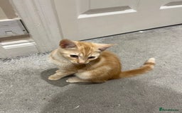 Mixed Breed cats for sale: Lovely playful kittens  - Image 8