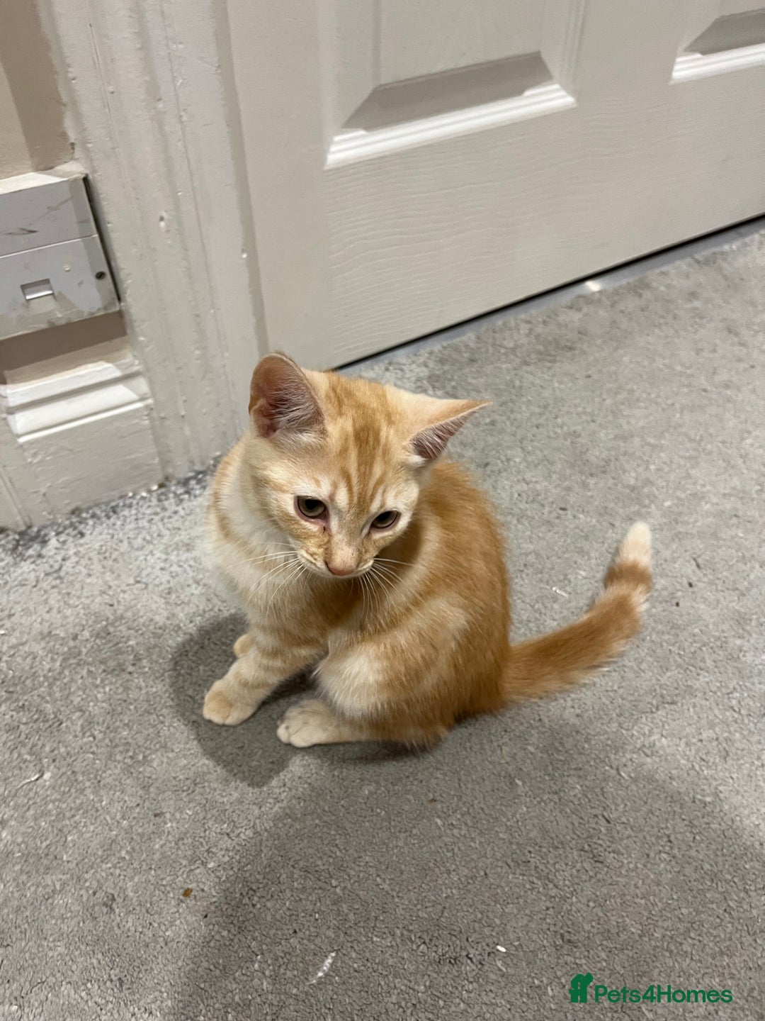 Mixed Breed cats for sale: Lovely playful kittens  - Image 8