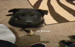 German Shepherd dogs for sale: German shepard pups - Image 20