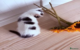 Mixed Breed cats for sale: Three beautiful kittens  - Image 10