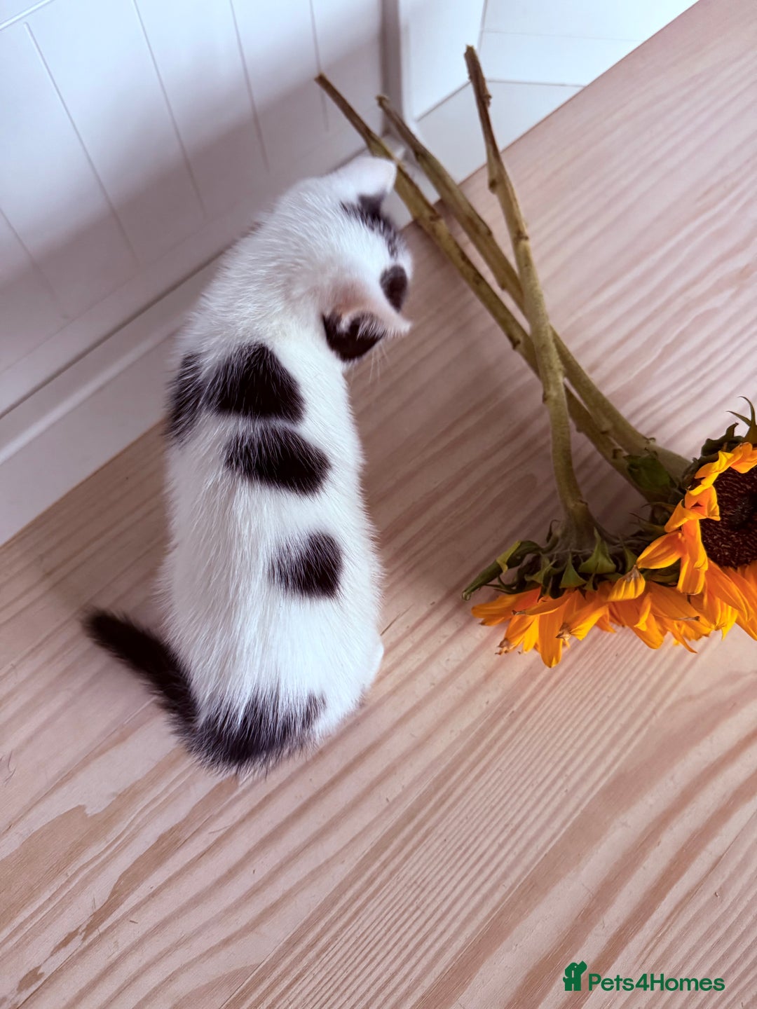 Mixed Breed cats for sale: Three beautiful kittens  - Image 10