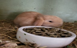 Mini Lop rabbits for sale: Beautiful Mini Lop Male Bunny for sale Ready to go - Image 4