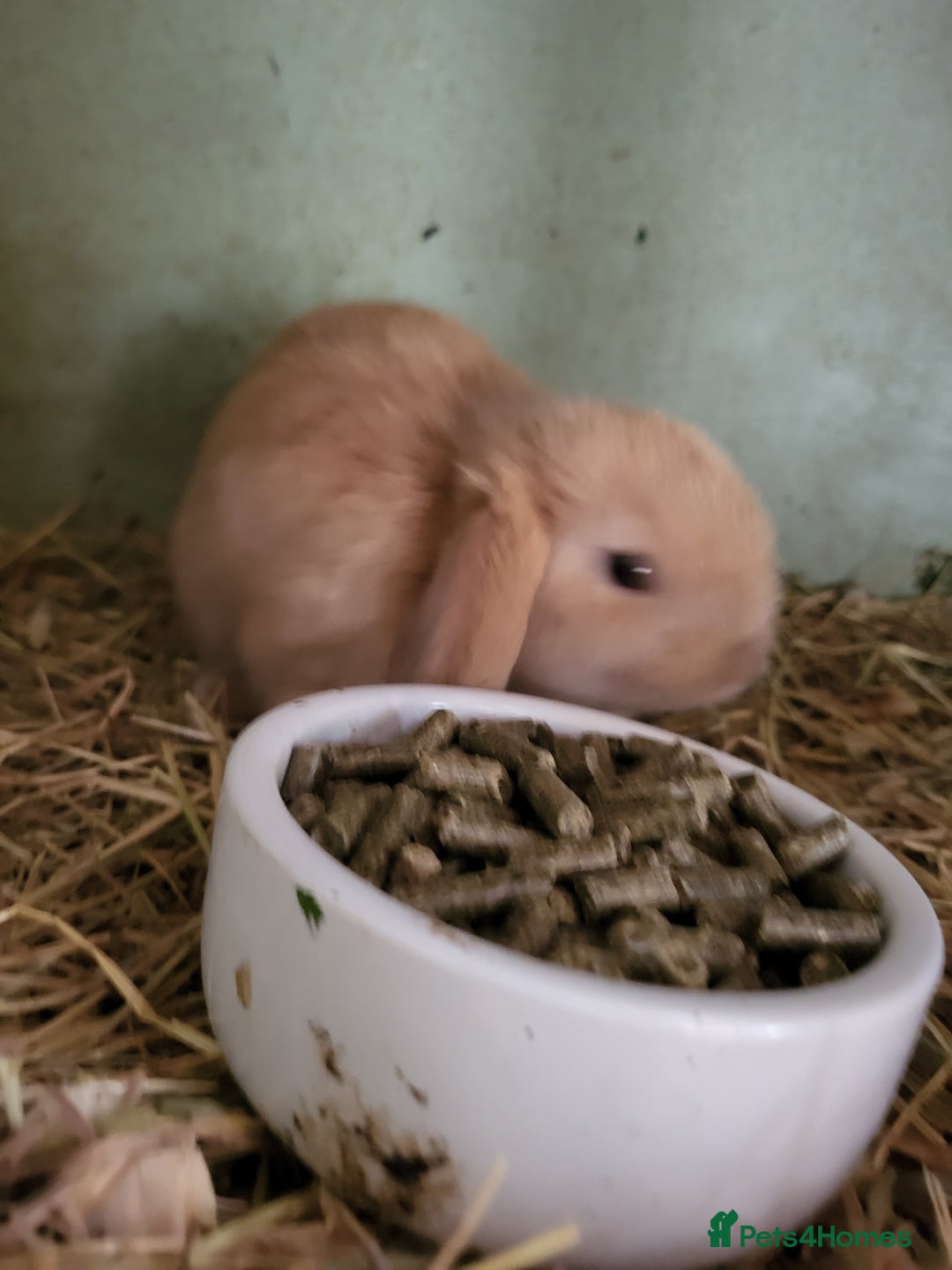 Mini Lop rabbits for sale: Beautiful Mini Lop Male Bunny for sale Ready to go - Image 4