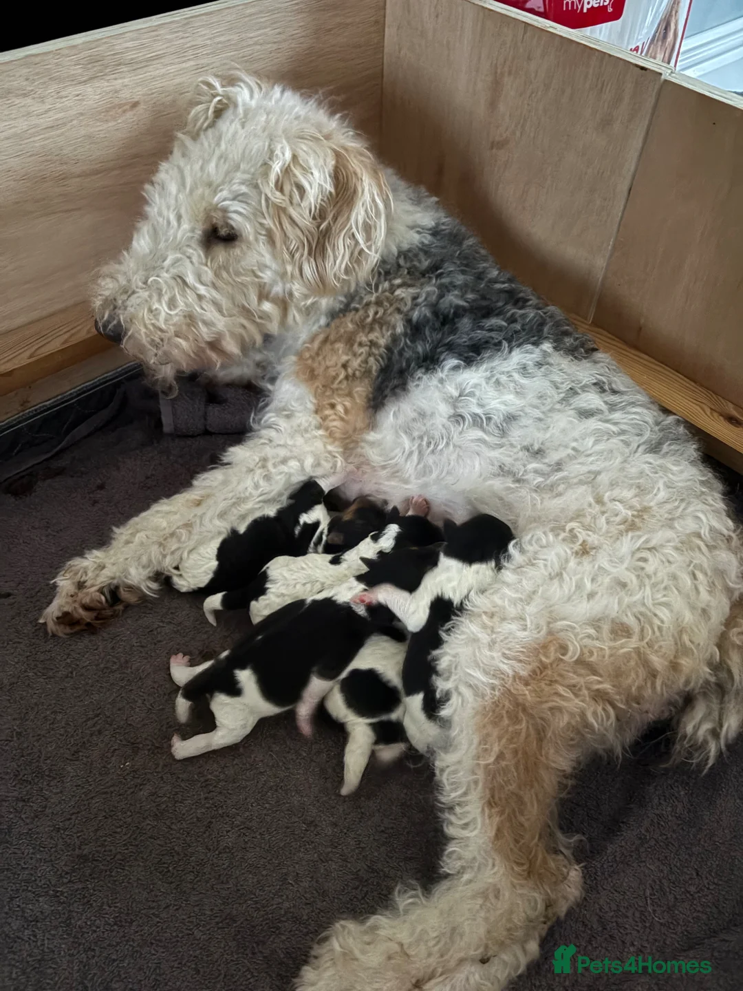 Fox Terrier dogs for sale: Wire haired fox terrier in Peterlee - Advert 2