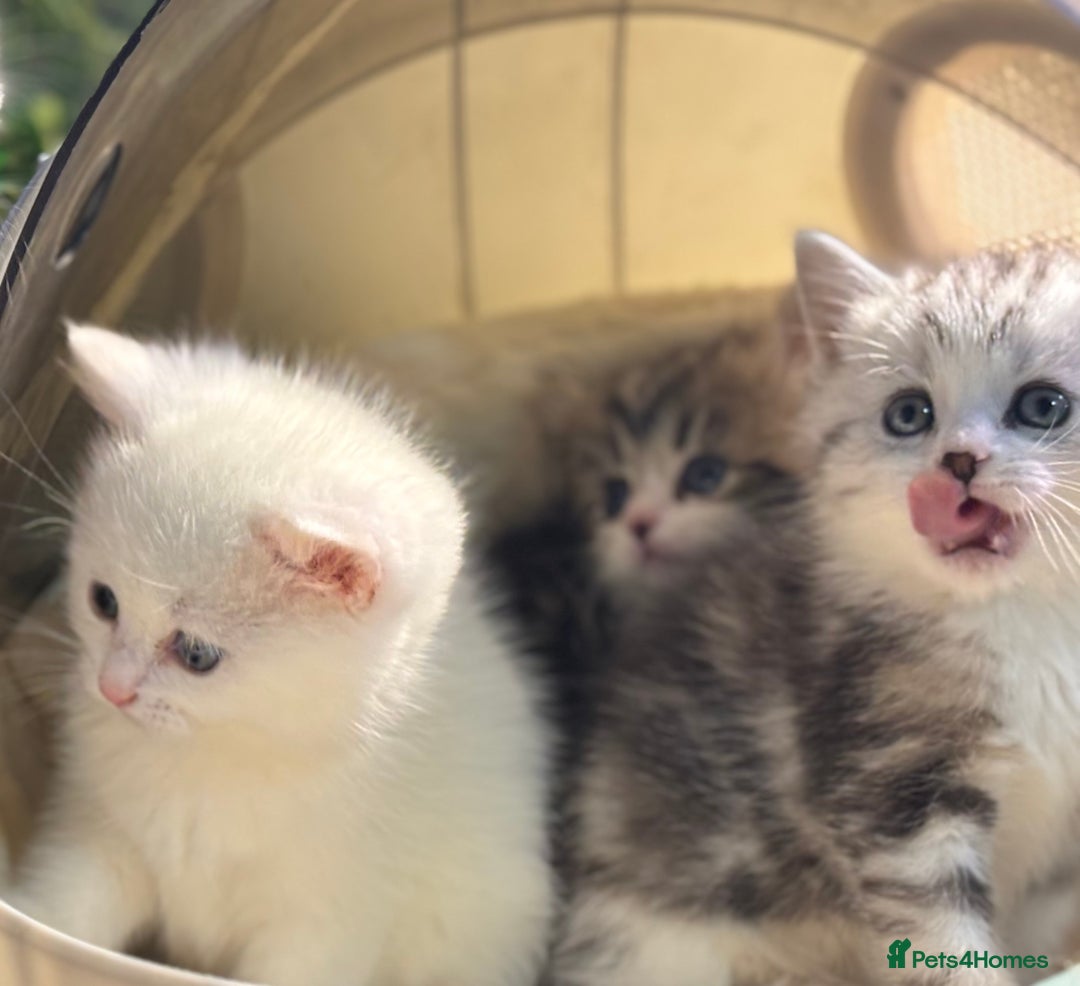 Munchkin cats for sale: Full Pedigree Munchkin Kittens  - Advert 14