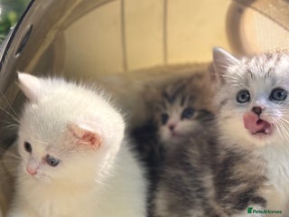 Munchkin cats Full Pedigree Munchkin Kittens - Advert 1