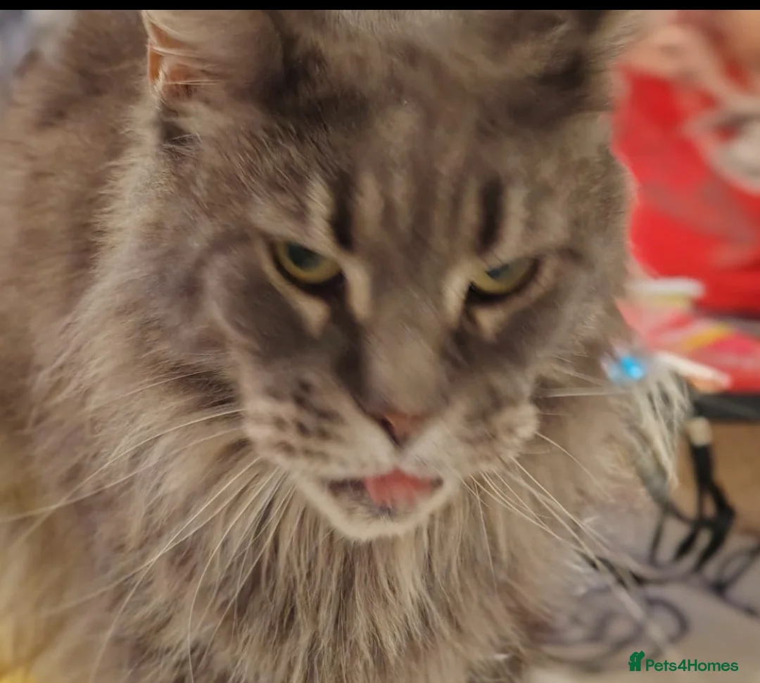 Maine Coon cats for sale: 9 yrs old Mainecoon full pedigree  - Advert 2