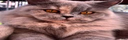 British Shorthair cats for sale: **GCCF British Shorthair / Longhair Kittens** - Advert 2