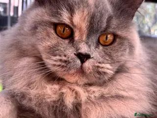 British Shorthair cats **GCCF British Shorthair / Longhair Kittens** - Advert 1