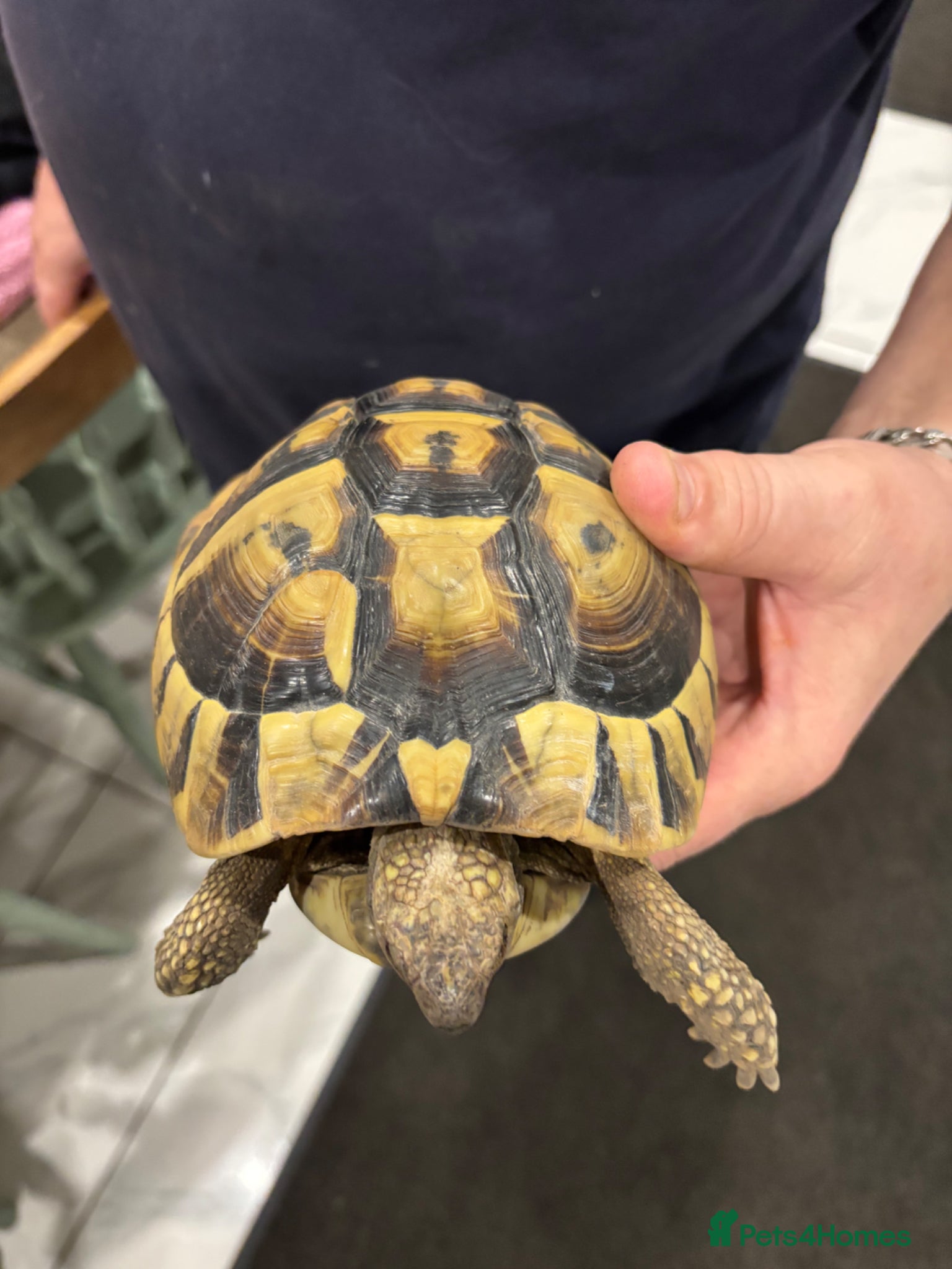 Tortoise reptiles Three tortoises  - Advert 10