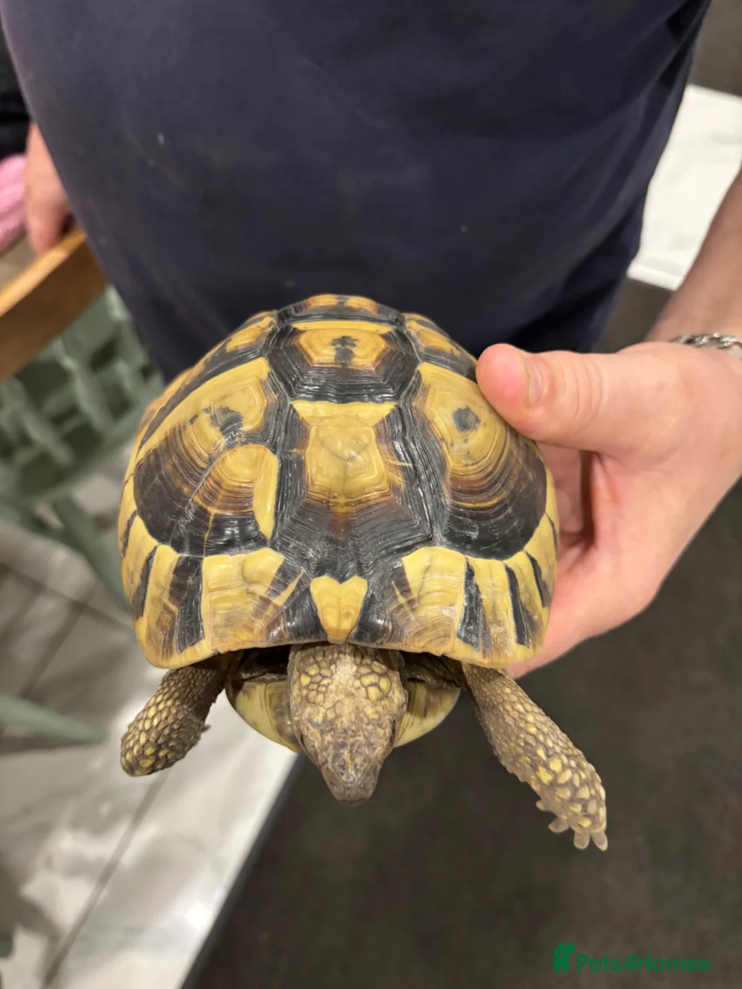 Tortoise reptiles for sale: Three tortoises  - Advert 1