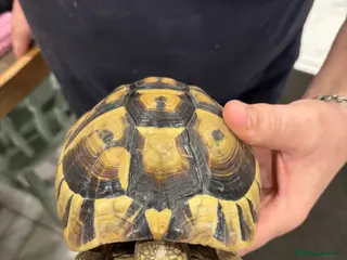 Tortoise reptiles Three tortoises - Advert 10