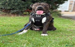 Presa Canario dogs for sale: Presa for rehoming  - Image 4