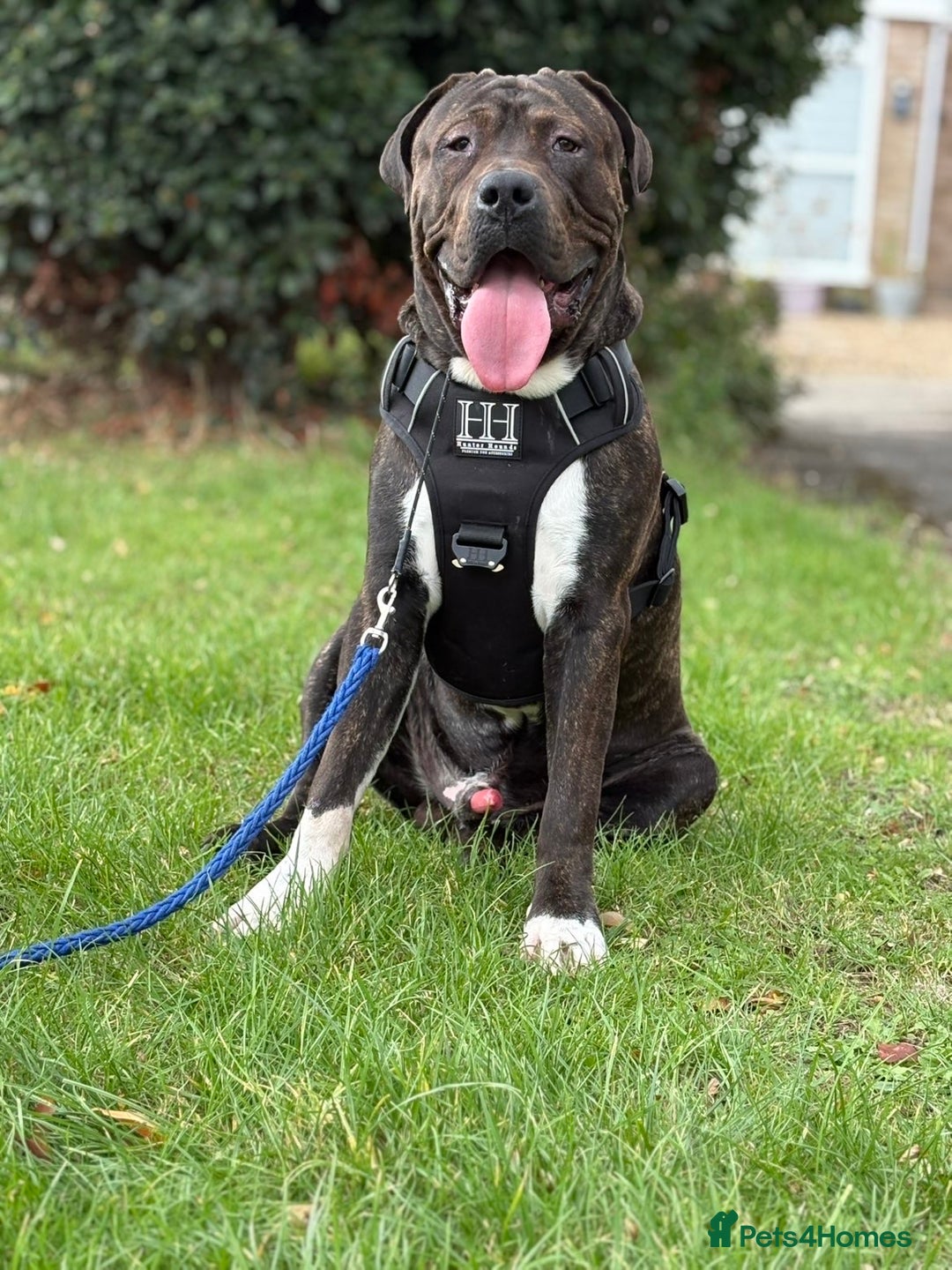 Presa Canario dogs for sale: Presa for rehoming  - Image 4