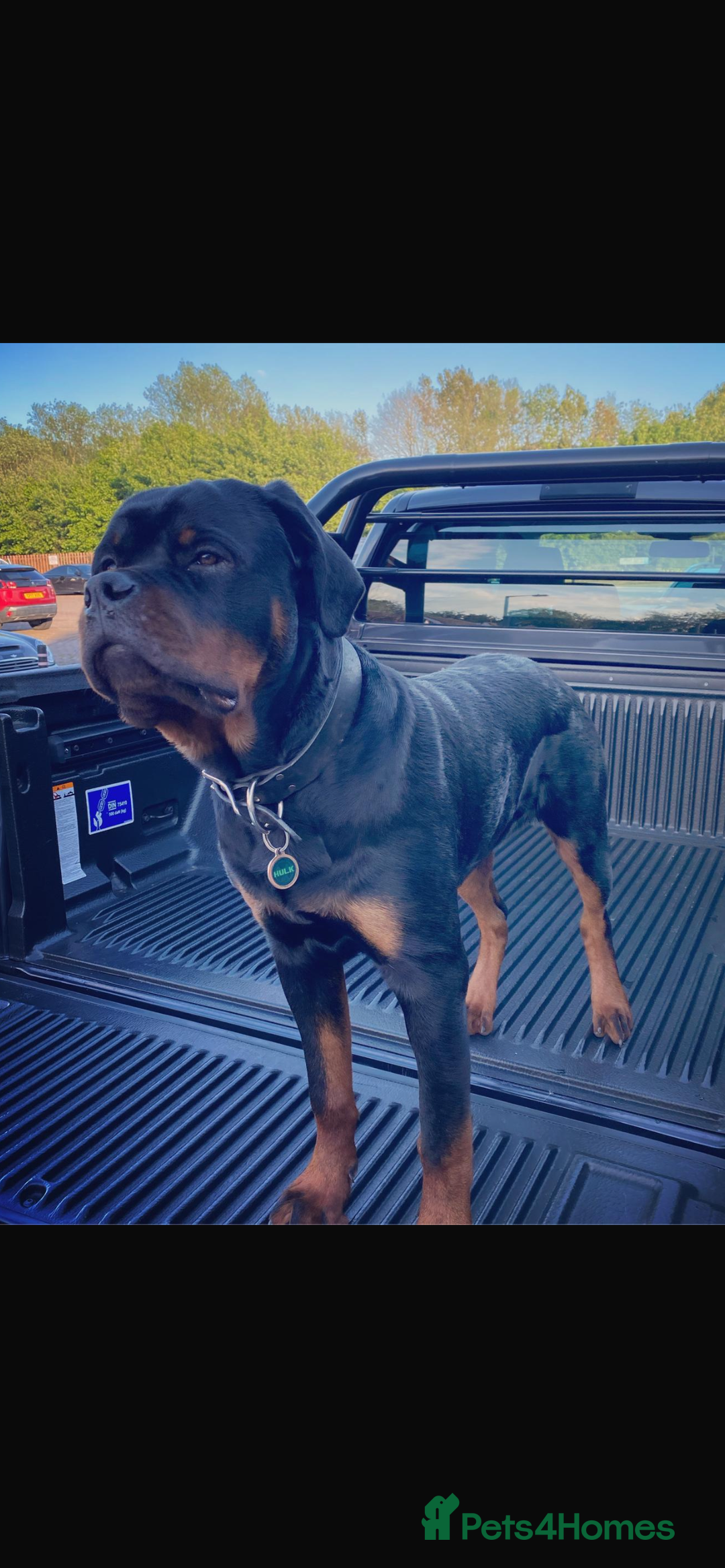 Rottweiler dogs for sale: Beautiful chunky Rottweiler puppies  - Advert 6