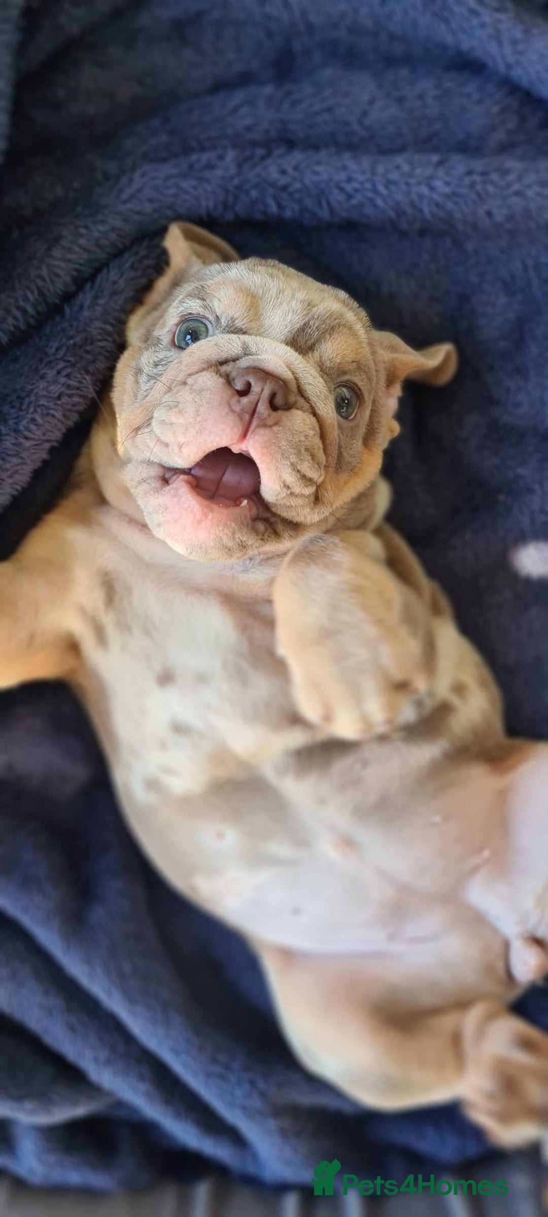 English Bulldog dogs for sale: ✨ lilac Tan & Merle Female bulldog. – Available ✨ - Advert 7
