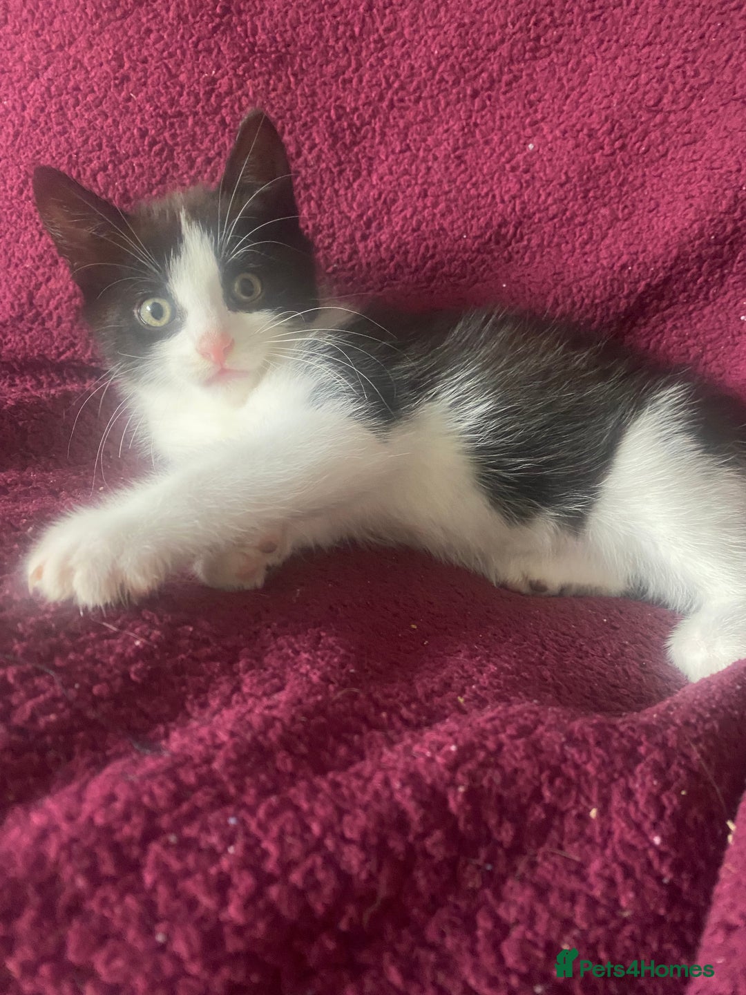 Mixed Breed cats for sale: One boy kitten - Image 5