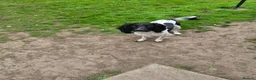 English Springer Spaniel dogs for sale: Mr stephen woodcock - Advert 3