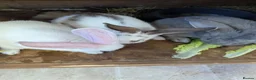 Flemish rabbits for sale: Flemish giants  - Advert 4