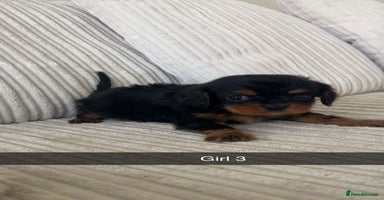 Cavalier King Charles Spaniel dogs - Advert 4