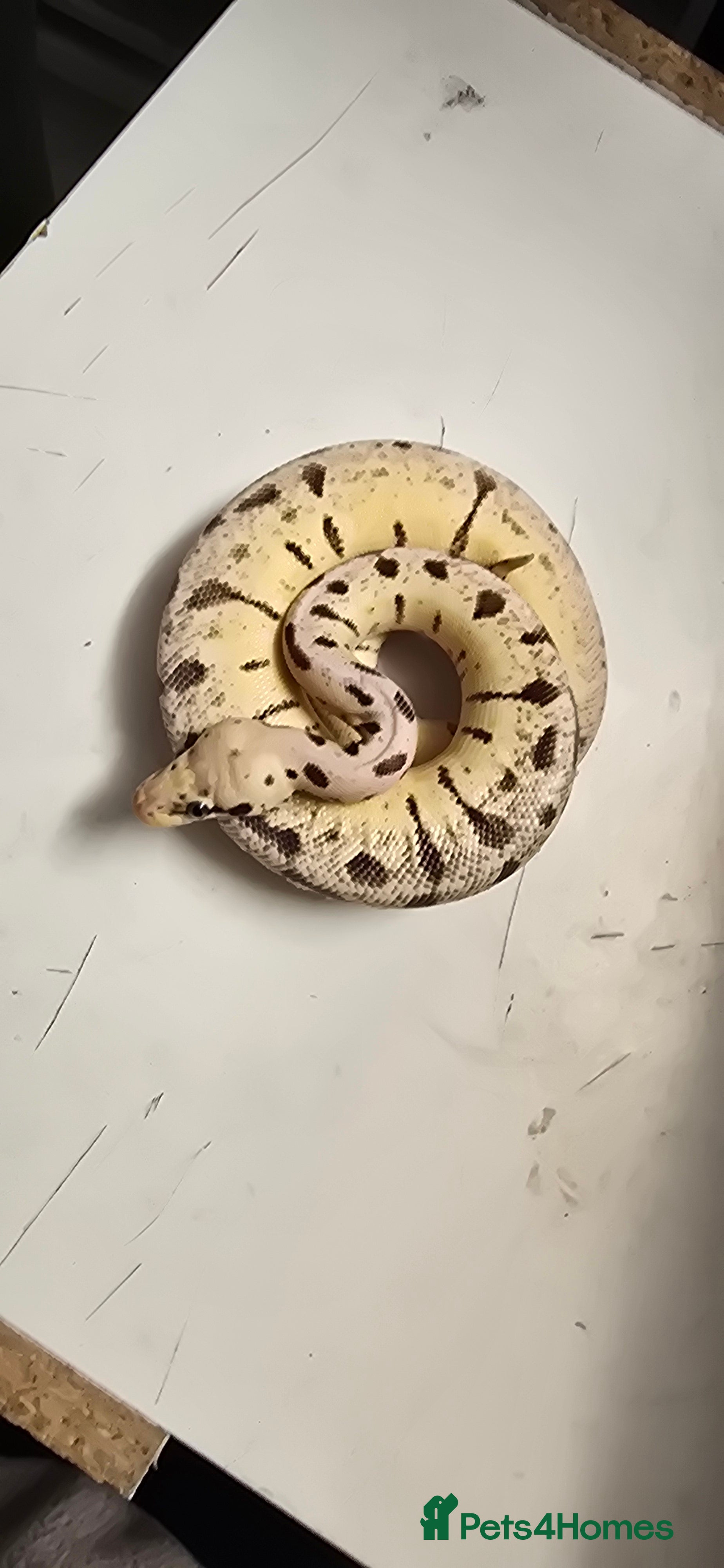 Python Snake reptiles Various Ball Pythons in Wellingborough - Advert 3