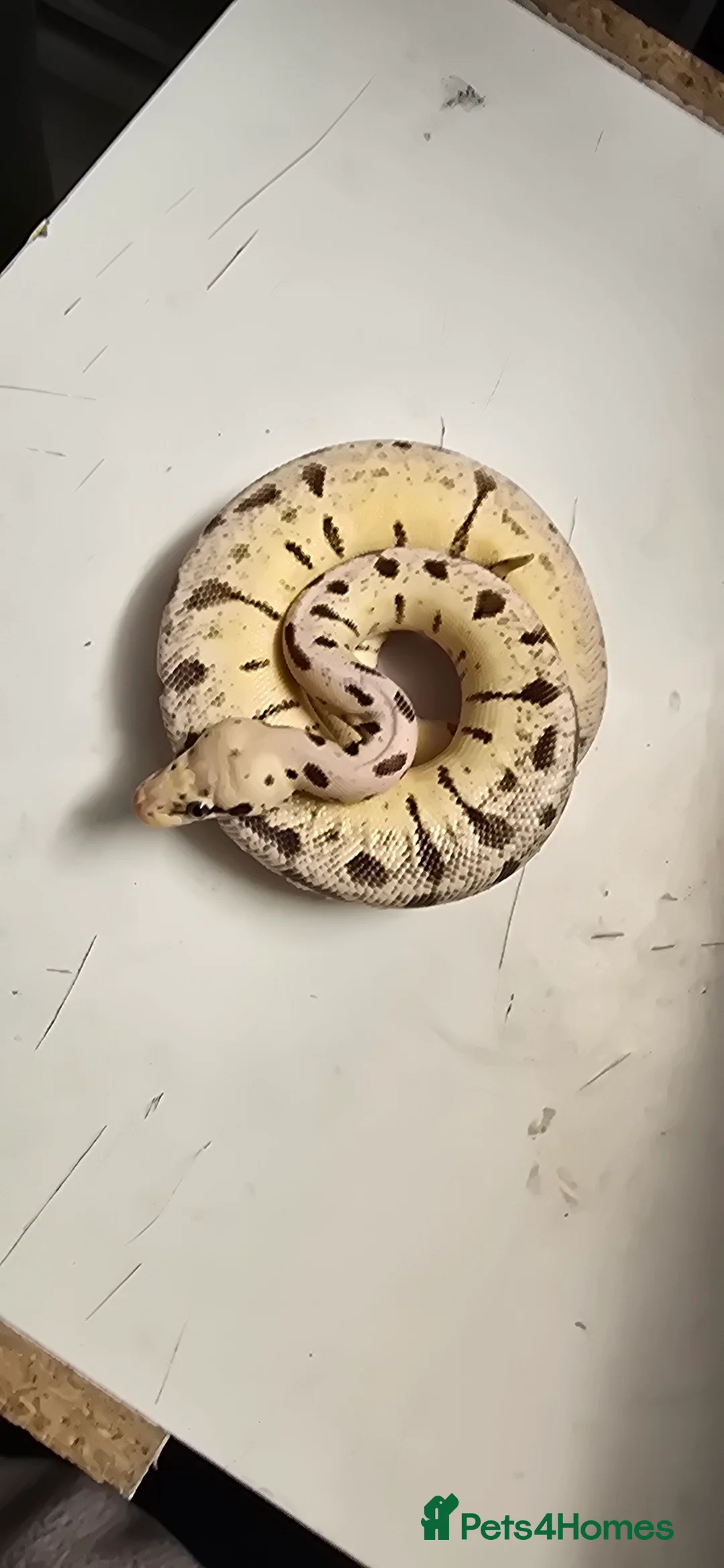 Python Snake reptiles for sale: Various Ball Pythons in Wellingborough - Advert 1