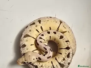 Python Snake reptiles Various Ball Pythons in Wellingborough - Advert 3