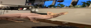 Mumo 