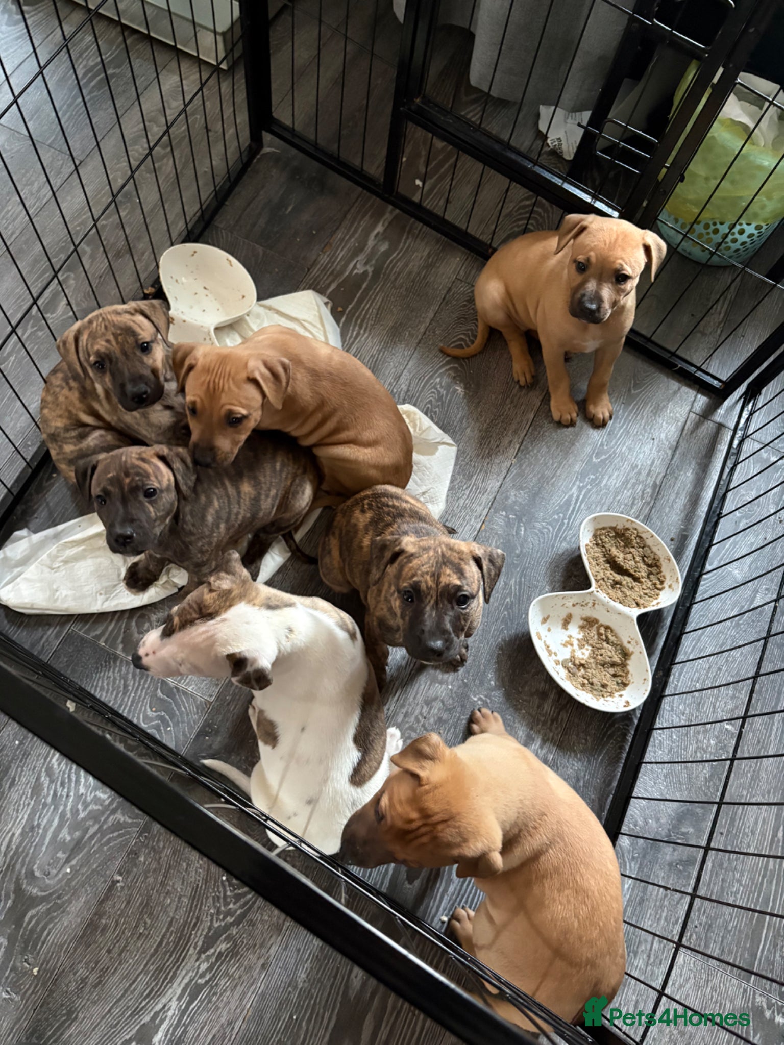 Mixed Breed dogs for sale: WHIPPET X BULL - Advert 2