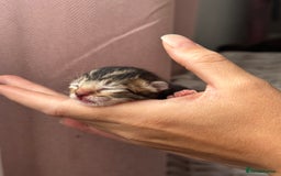 Mixed Breed cats for sale: Beautiful Tabby Kittens For Sale  - Image 3