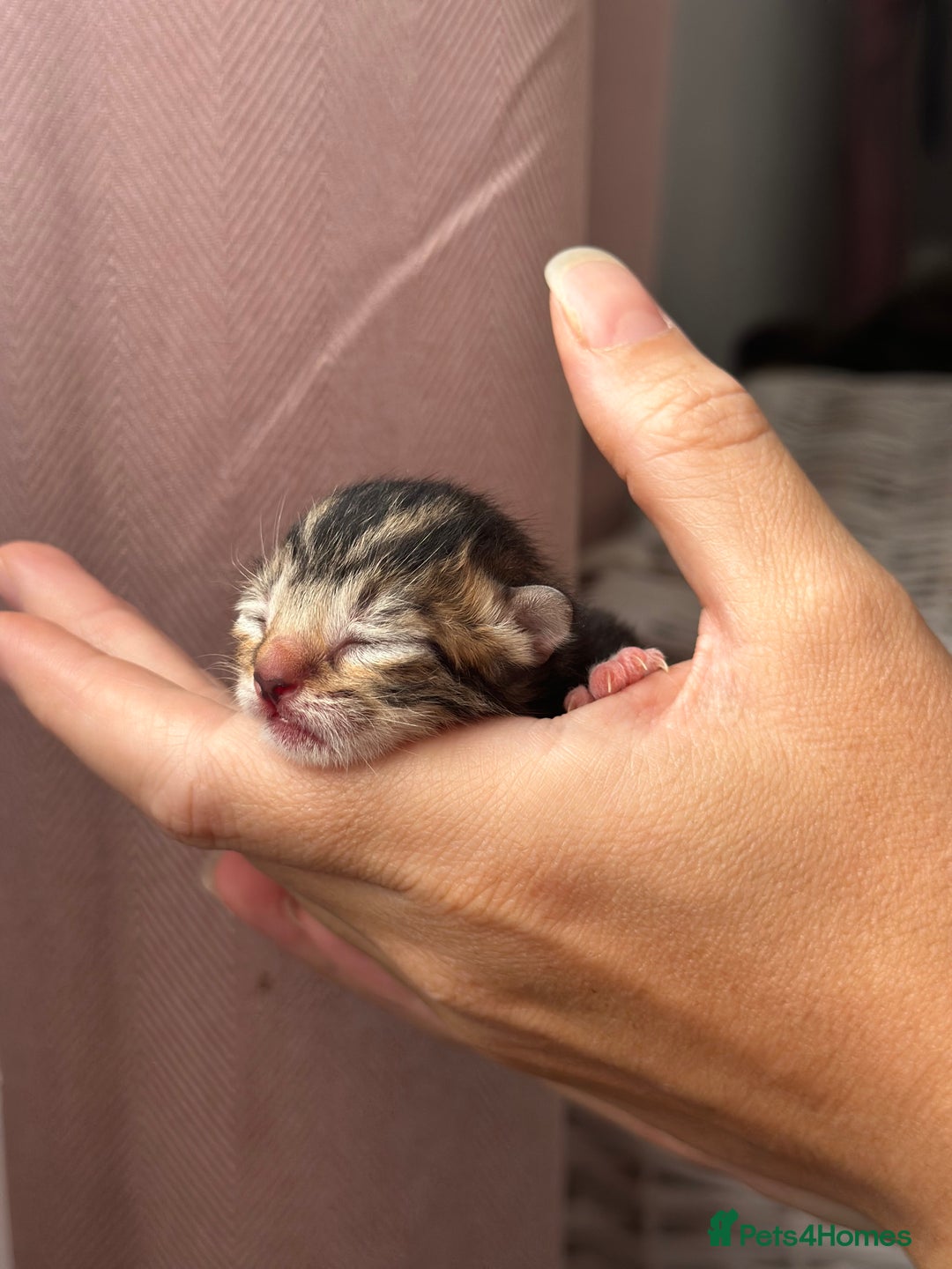 Mixed Breed cats for sale: Beautiful Tabby Kittens For Sale  - Image 3