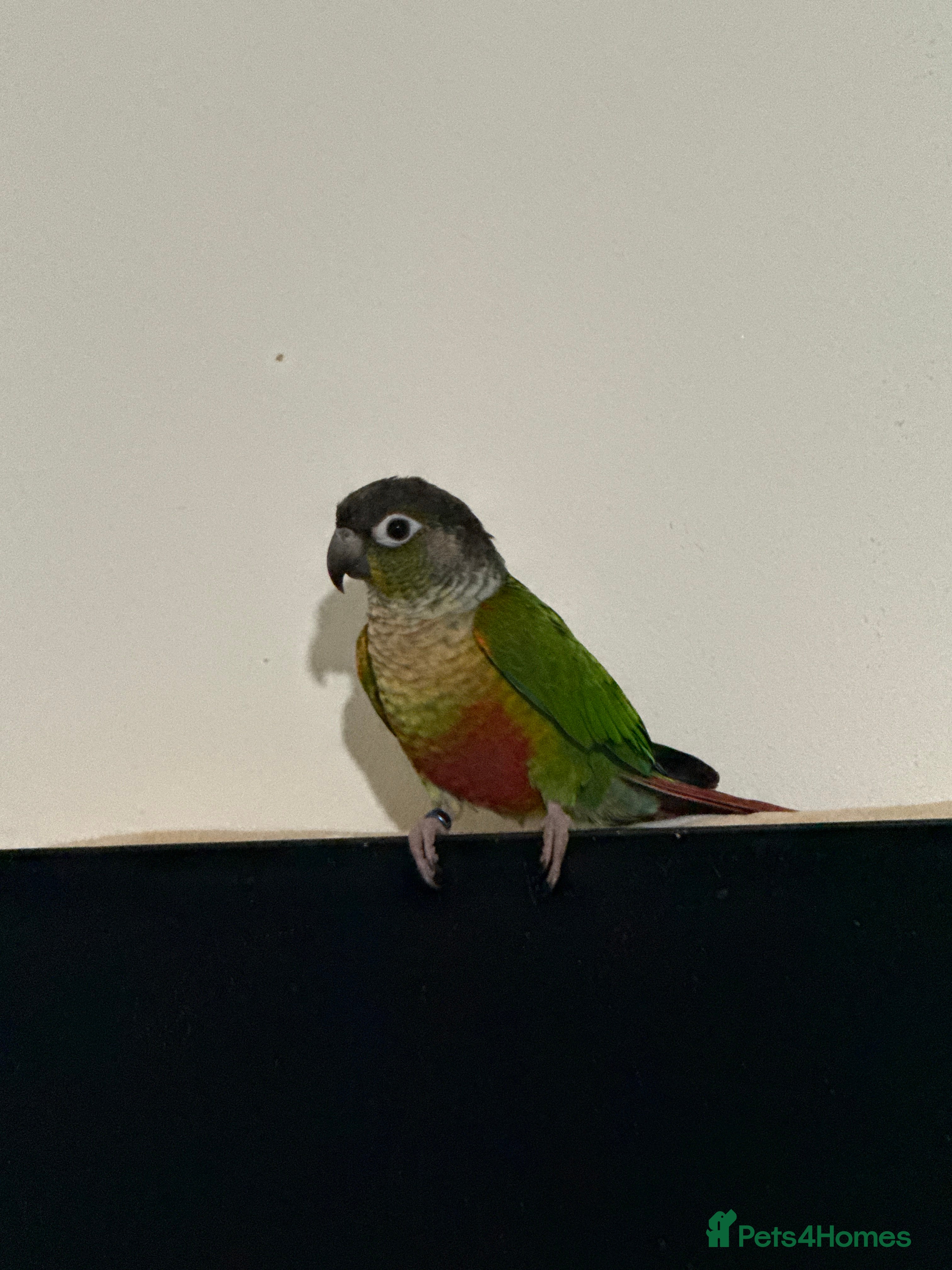 Canaries birds conures Brid  - Advert 1