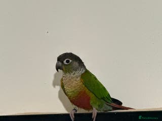 Canaries birds conures Brid - Advert 8